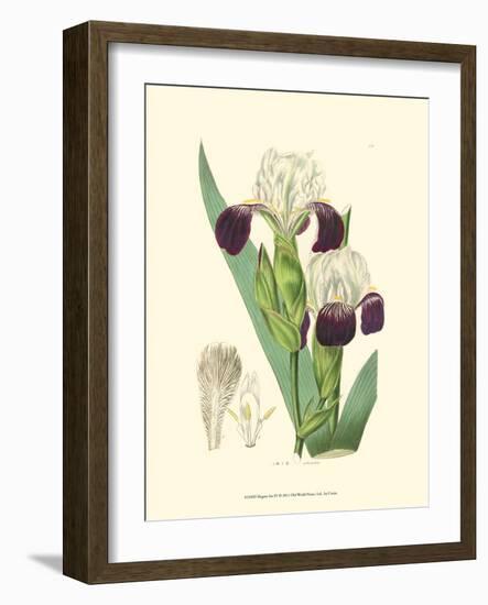 Elegant Iris IV-Samuel Curtis-Framed Art Print