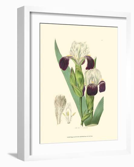 Elegant Iris IV-Samuel Curtis-Framed Art Print