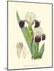 Elegant Iris IV-Samuel Curtis-Mounted Art Print