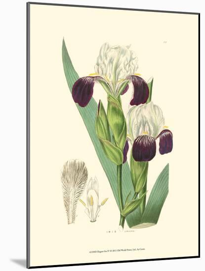 Elegant Iris IV-Samuel Curtis-Mounted Art Print