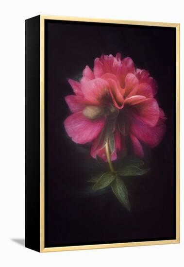 Elegant Lady-Philippe Sainte-Laudy-Framed Premier Image Canvas