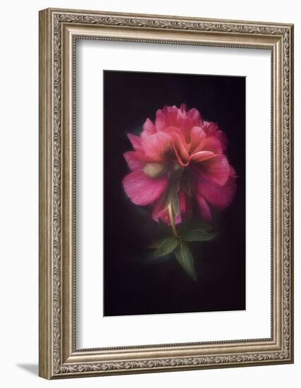 Elegant Lady-Philippe Sainte-Laudy-Framed Photographic Print