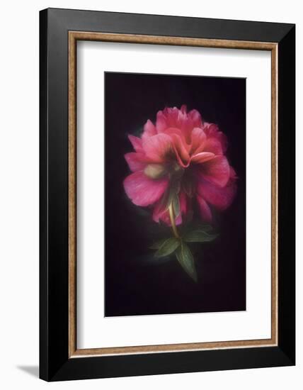 Elegant Lady-Philippe Sainte-Laudy-Framed Photographic Print