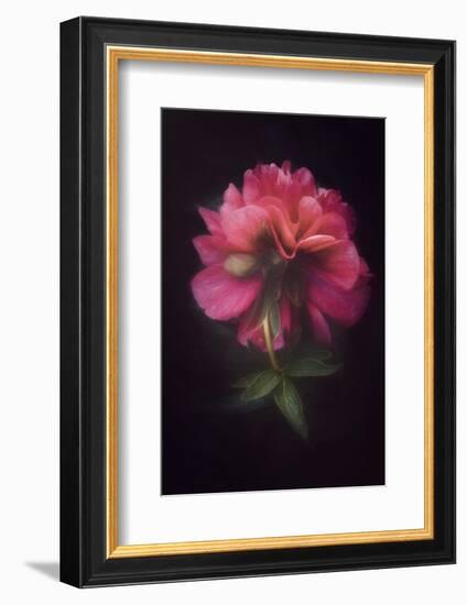 Elegant Lady-Philippe Sainte-Laudy-Framed Photographic Print