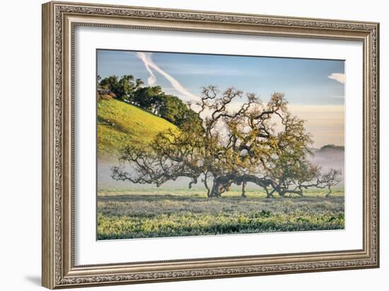 Elegant Oak and Mist, Petaluma Trees, Sonoma County, Bay Area-Vincent James-Framed Photographic Print