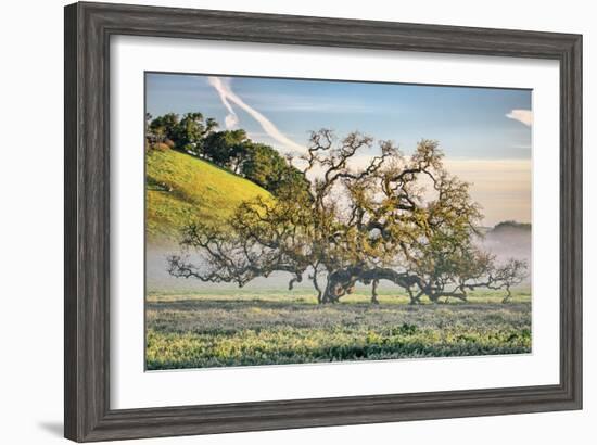 Elegant Oak and Mist, Petaluma Trees, Sonoma County, Bay Area-Vincent James-Framed Photographic Print