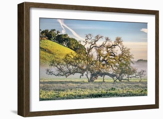 Elegant Oak and Mist, Petaluma Trees, Sonoma County, Bay Area-Vincent James-Framed Photographic Print