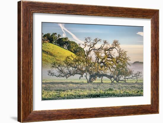 Elegant Oak and Mist, Petaluma Trees, Sonoma County, Bay Area-Vincent James-Framed Photographic Print