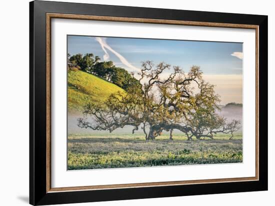 Elegant Oak and Mist, Petaluma Trees, Sonoma County, Bay Area-Vincent James-Framed Photographic Print