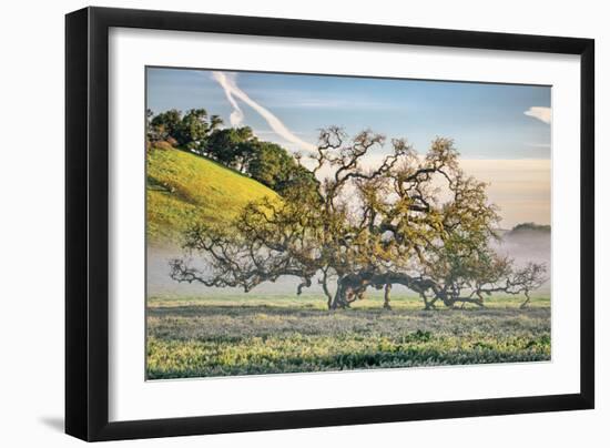 Elegant Oak and Mist, Petaluma Trees, Sonoma County, Bay Area-Vincent James-Framed Photographic Print