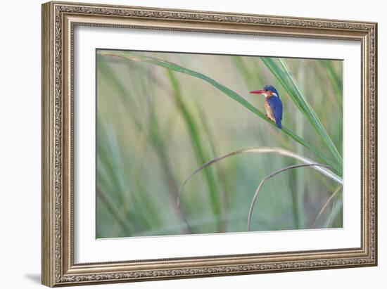 Elegant Pause-Staffan Widstrand-Framed Giclee Print