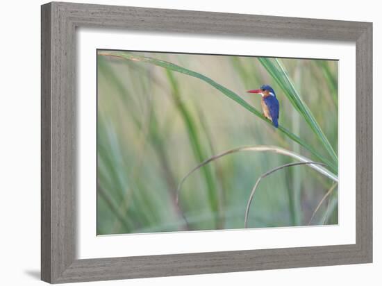 Elegant Pause-Staffan Widstrand-Framed Giclee Print