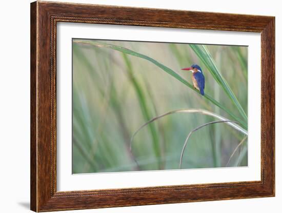 Elegant Pause-Staffan Widstrand-Framed Giclee Print