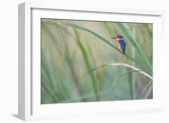 Elegant Pause-Staffan Widstrand-Framed Giclee Print