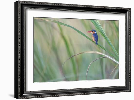 Elegant Pause-Staffan Widstrand-Framed Giclee Print