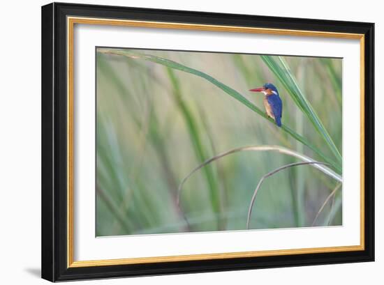 Elegant Pause-Staffan Widstrand-Framed Giclee Print