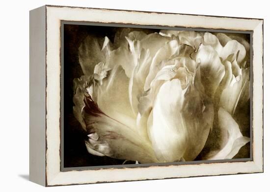 Elegant Peony I-Christine Zalewski-Framed Stretched Canvas