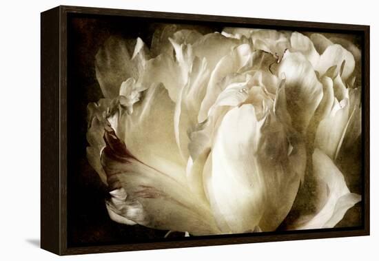 Elegant Peony I-Christine Zalewski-Framed Stretched Canvas