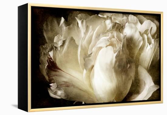 Elegant Peony I-Christine Zalewski-Framed Stretched Canvas