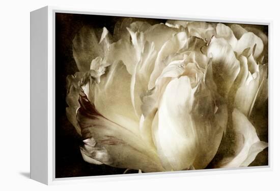 Elegant Peony I-Christine Zalewski-Framed Stretched Canvas