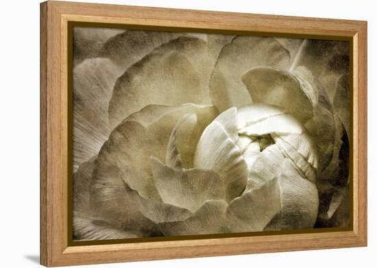 Elegant Peony II-Christine Zalewski-Framed Stretched Canvas