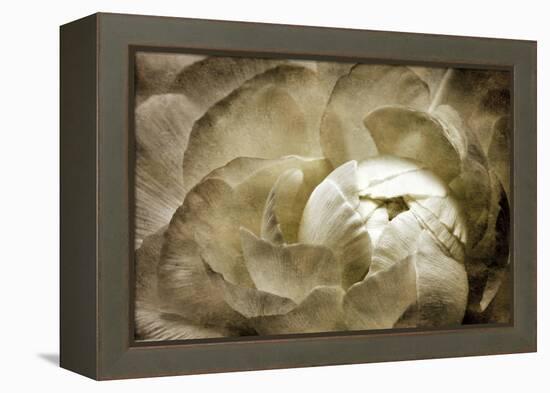 Elegant Peony II-Christine Zalewski-Framed Stretched Canvas