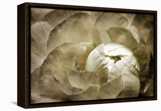 Elegant Peony II-Christine Zalewski-Framed Stretched Canvas