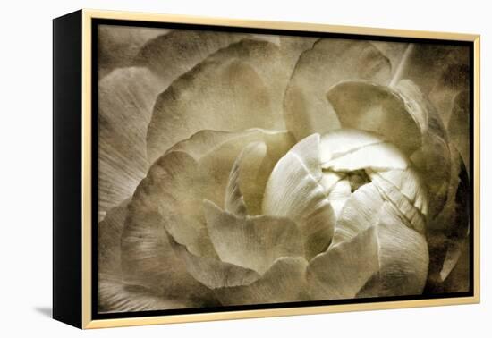 Elegant Peony II-Christine Zalewski-Framed Stretched Canvas