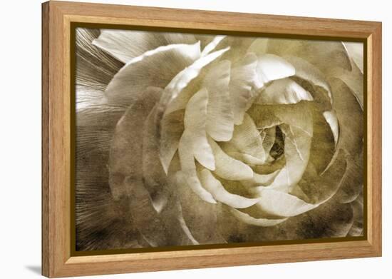 Elegant Peony III-Christine Zalewski-Framed Stretched Canvas