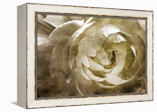 Elegant Peony III-Christine Zalewski-Framed Stretched Canvas