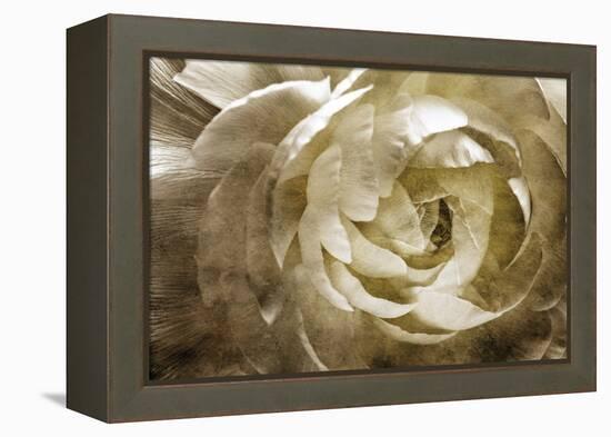 Elegant Peony III-Christine Zalewski-Framed Stretched Canvas