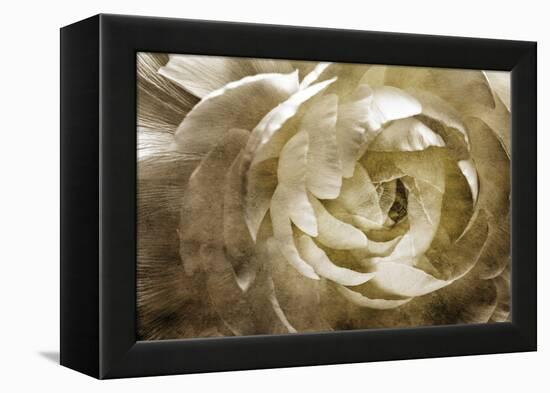 Elegant Peony III-Christine Zalewski-Framed Stretched Canvas