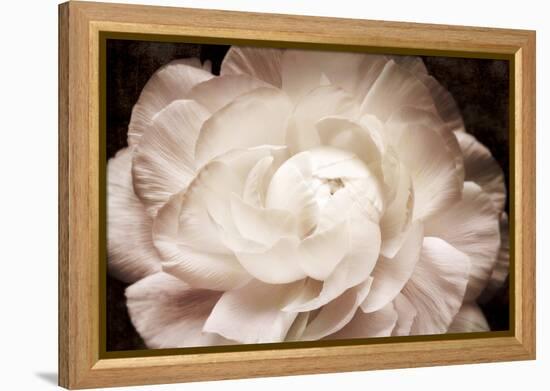 Elegant Ranunculus I-Christine Zalewski-Framed Stretched Canvas