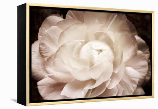 Elegant Ranunculus I-Christine Zalewski-Framed Stretched Canvas