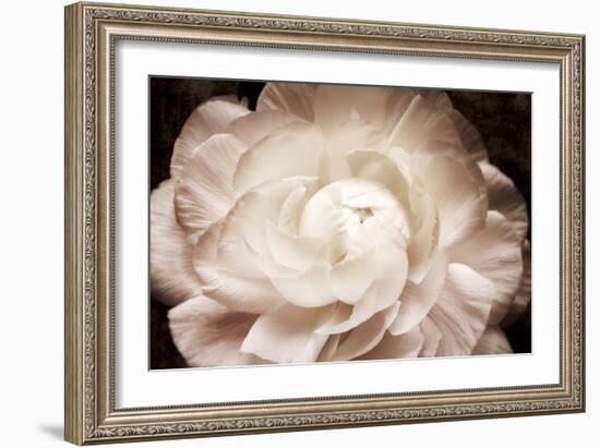 Elegant Ranunculus I-Christine Zalewski-Framed Art Print