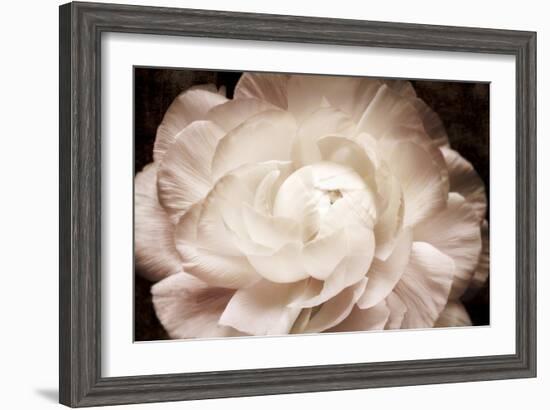 Elegant Ranunculus I-Christine Zalewski-Framed Art Print