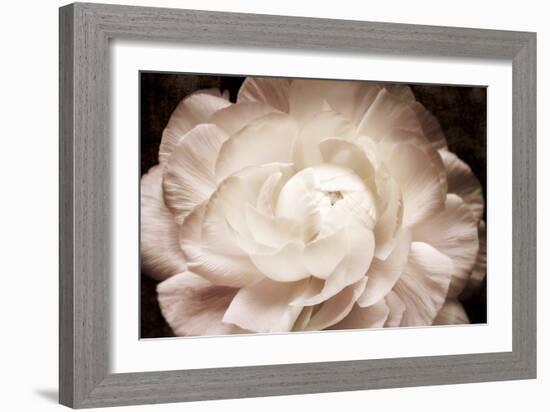 Elegant Ranunculus I-Christine Zalewski-Framed Art Print