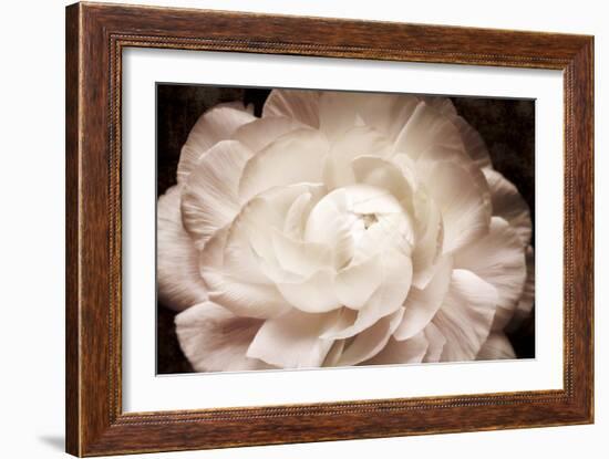 Elegant Ranunculus I-Christine Zalewski-Framed Art Print