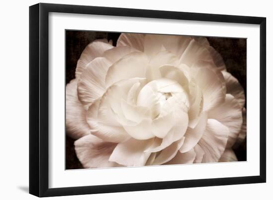 Elegant Ranunculus I-Christine Zalewski-Framed Art Print