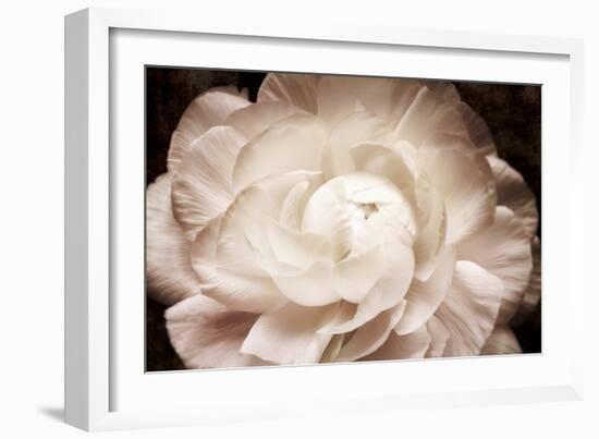 Elegant Ranunculus I-Christine Zalewski-Framed Art Print