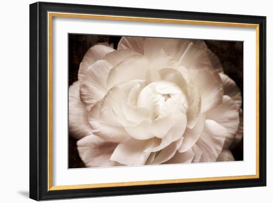 Elegant Ranunculus I-Christine Zalewski-Framed Art Print