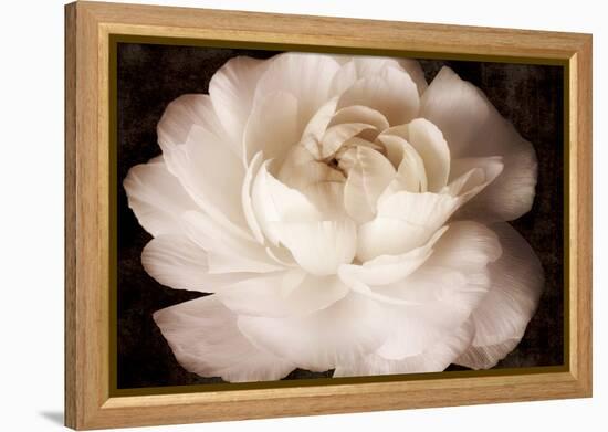 Elegant Ranunculus II-Christine Zalewski-Framed Stretched Canvas