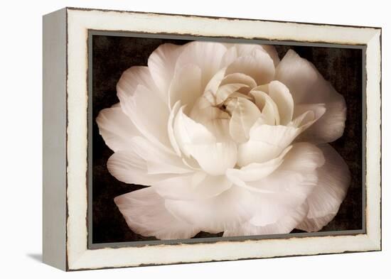 Elegant Ranunculus II-Christine Zalewski-Framed Stretched Canvas