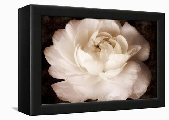 Elegant Ranunculus II-Christine Zalewski-Framed Stretched Canvas