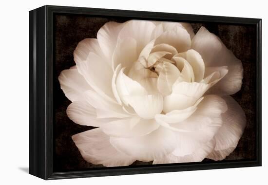 Elegant Ranunculus II-Christine Zalewski-Framed Stretched Canvas