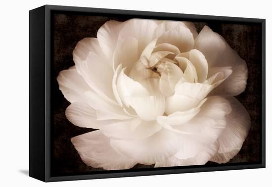 Elegant Ranunculus II-Christine Zalewski-Framed Stretched Canvas