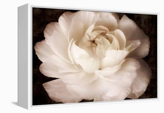 Elegant Ranunculus II-Christine Zalewski-Framed Stretched Canvas