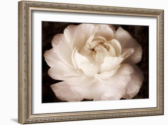 Elegant Ranunculus II-Christine Zalewski-Framed Premium Giclee Print