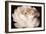 Elegant Ranunculus II-Christine Zalewski-Framed Premium Giclee Print