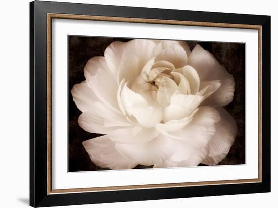 Elegant Ranunculus II-Christine Zalewski-Framed Premium Giclee Print